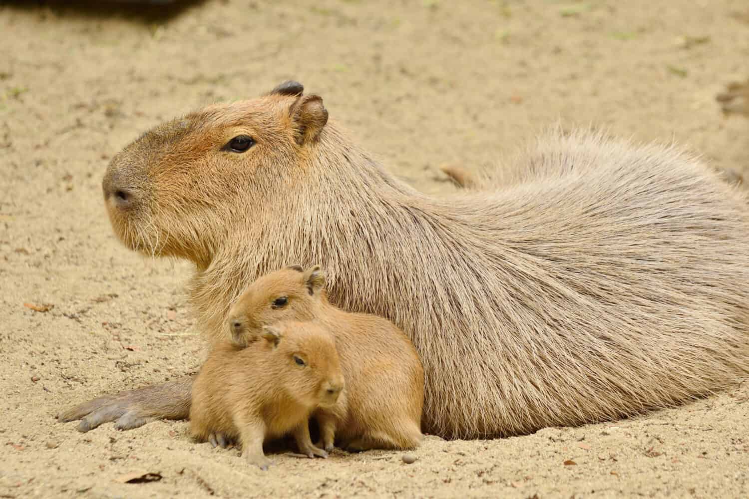 Cute face capybara mammal animal portrait close up (Hydrochoerus hydrochaeris) Portrait of a cute baby capybara.