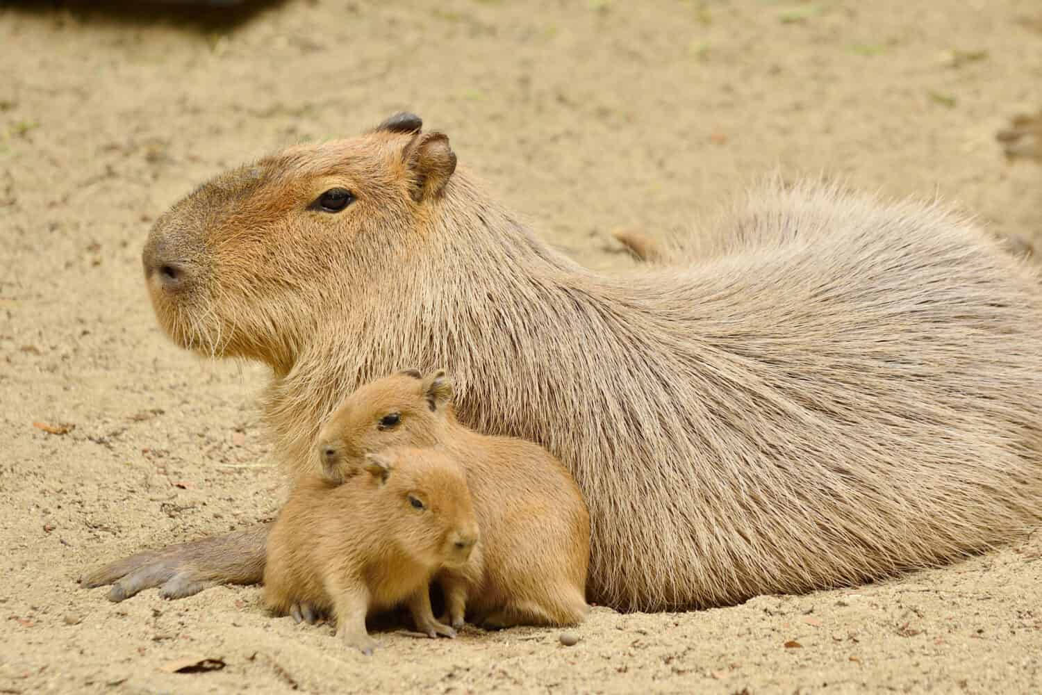 Baby Capybara 10 Cute Pictures And 10 Amazing Facts A Z Animals