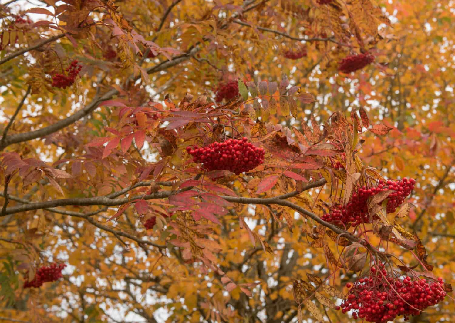 Autumn Foliage and Red Berries of an American Mountain Ash Tree (Sorbus americana) in a Woodland Garden