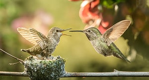 Discover What Baby Hummingbirds Eat Picture