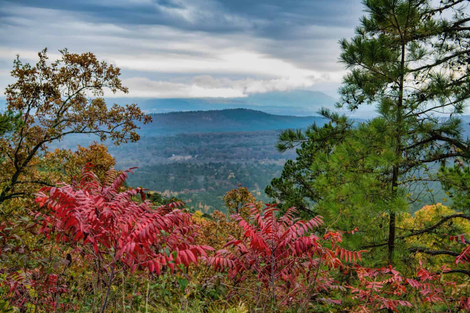 Beautiful Scenic Overlook at Mount Magazine with Bright Red Sumac in Foreground and Blue Peaks and Clouds in Background over Petit Jean Valley