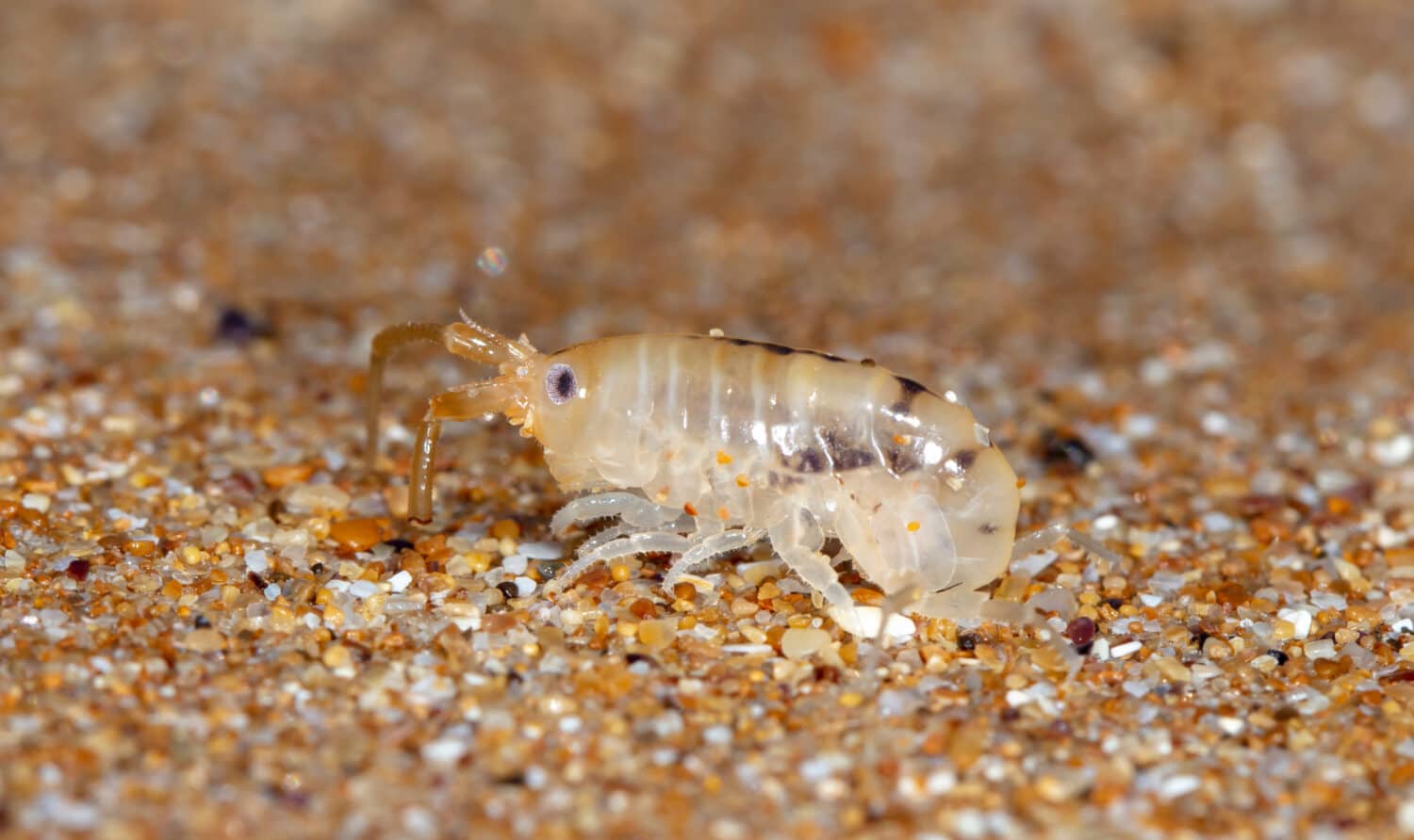 sea flea on the sea sand