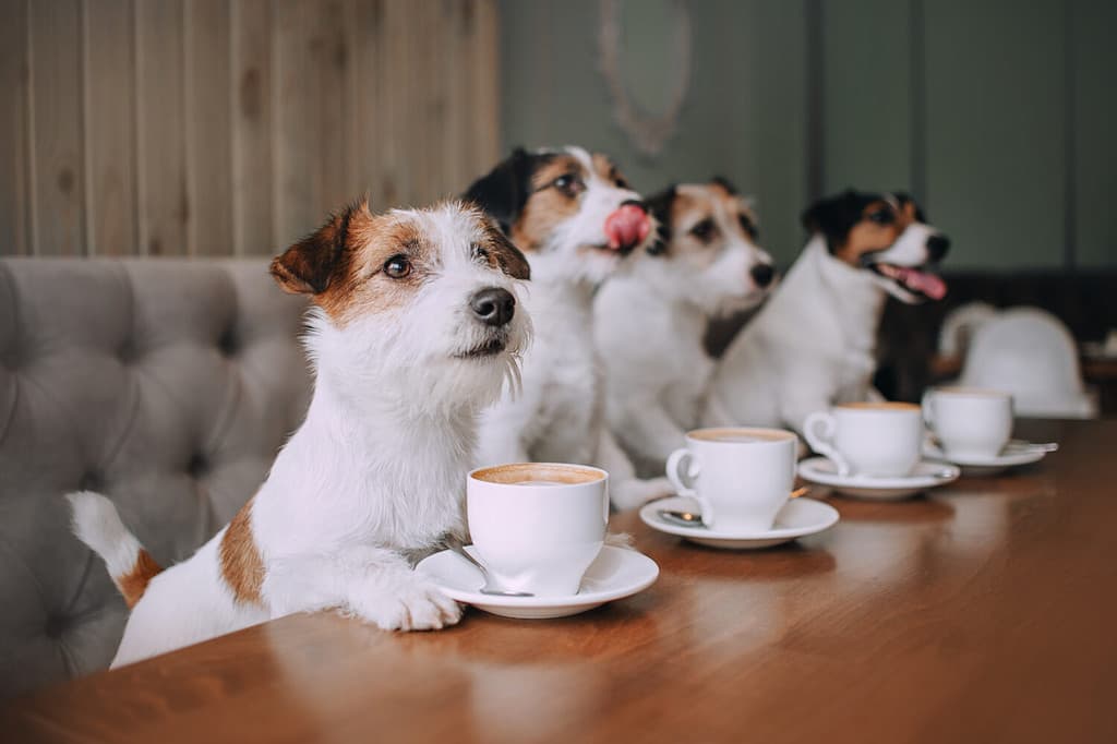 Four jack russell terriers sitting in front of cups in cafe