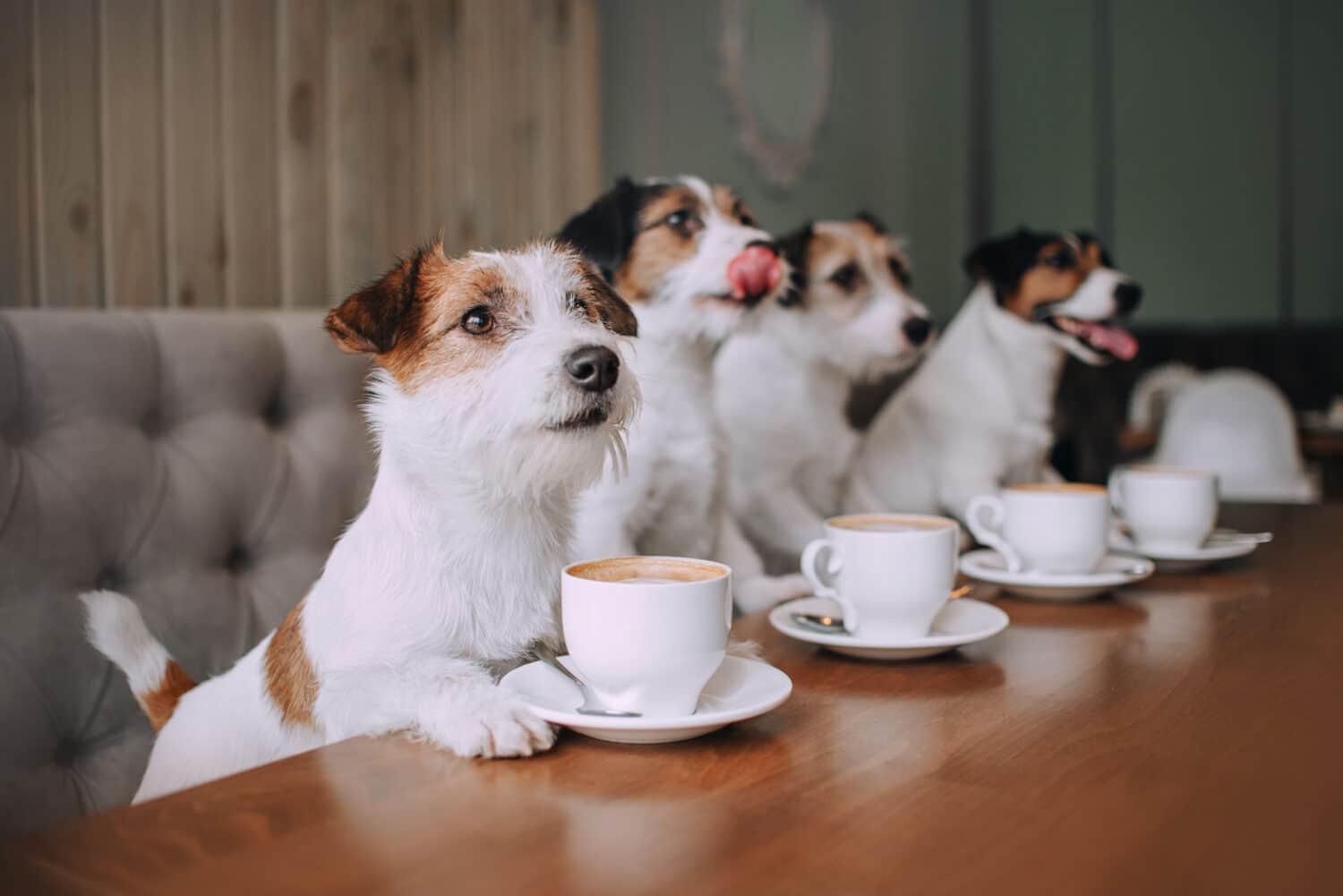 Four jack russell terriers sitting in front of cups in cafe