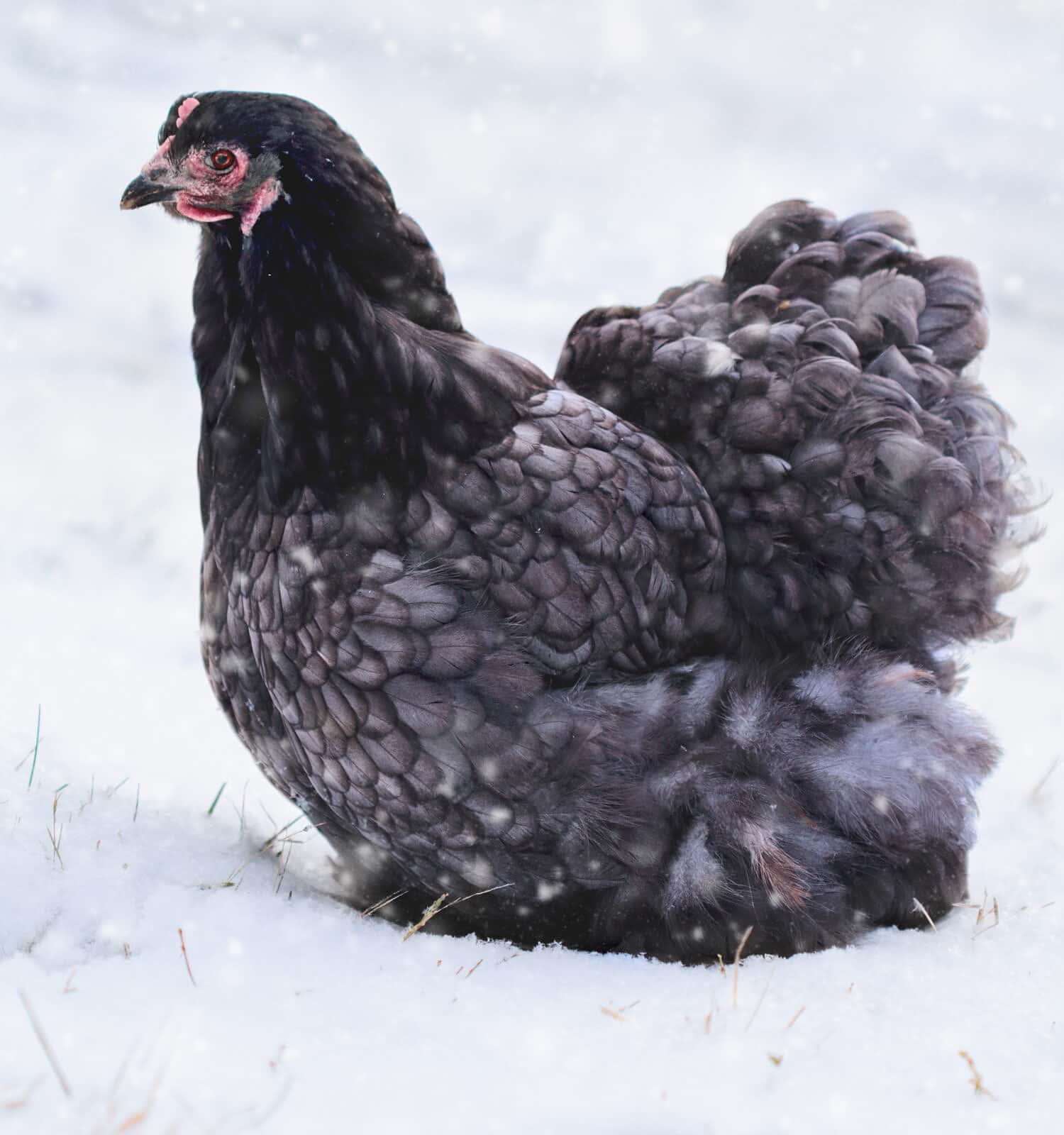 Free range blue Cochin or Pekin hen walking in the yard during a snow storm. Selective focus with blurred background.