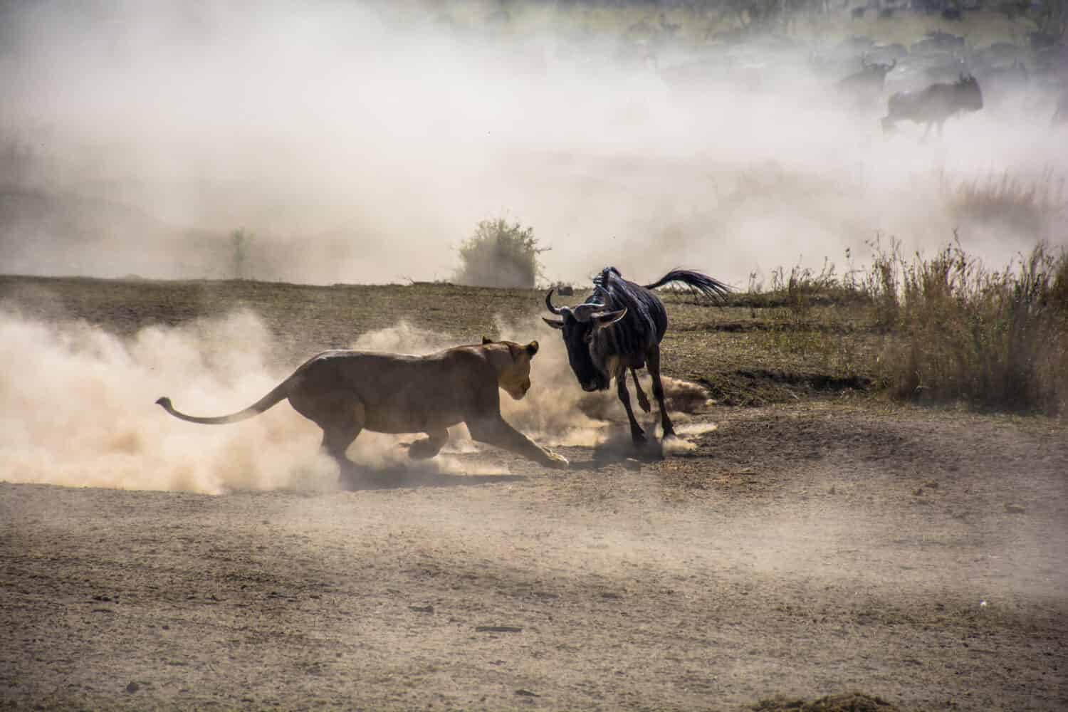 A female Lion ambushes a Wildebeest at a water hole in Tanzania, the Serengeti