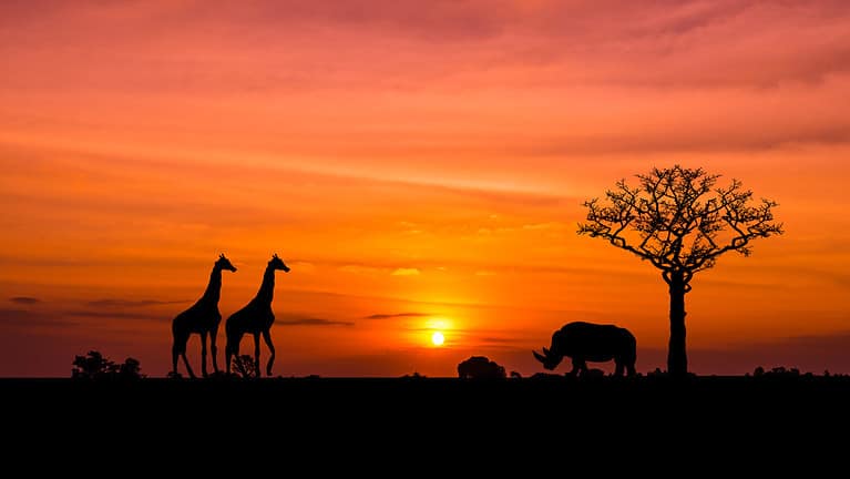 Giraffe versus Rhino: Who Would Win?