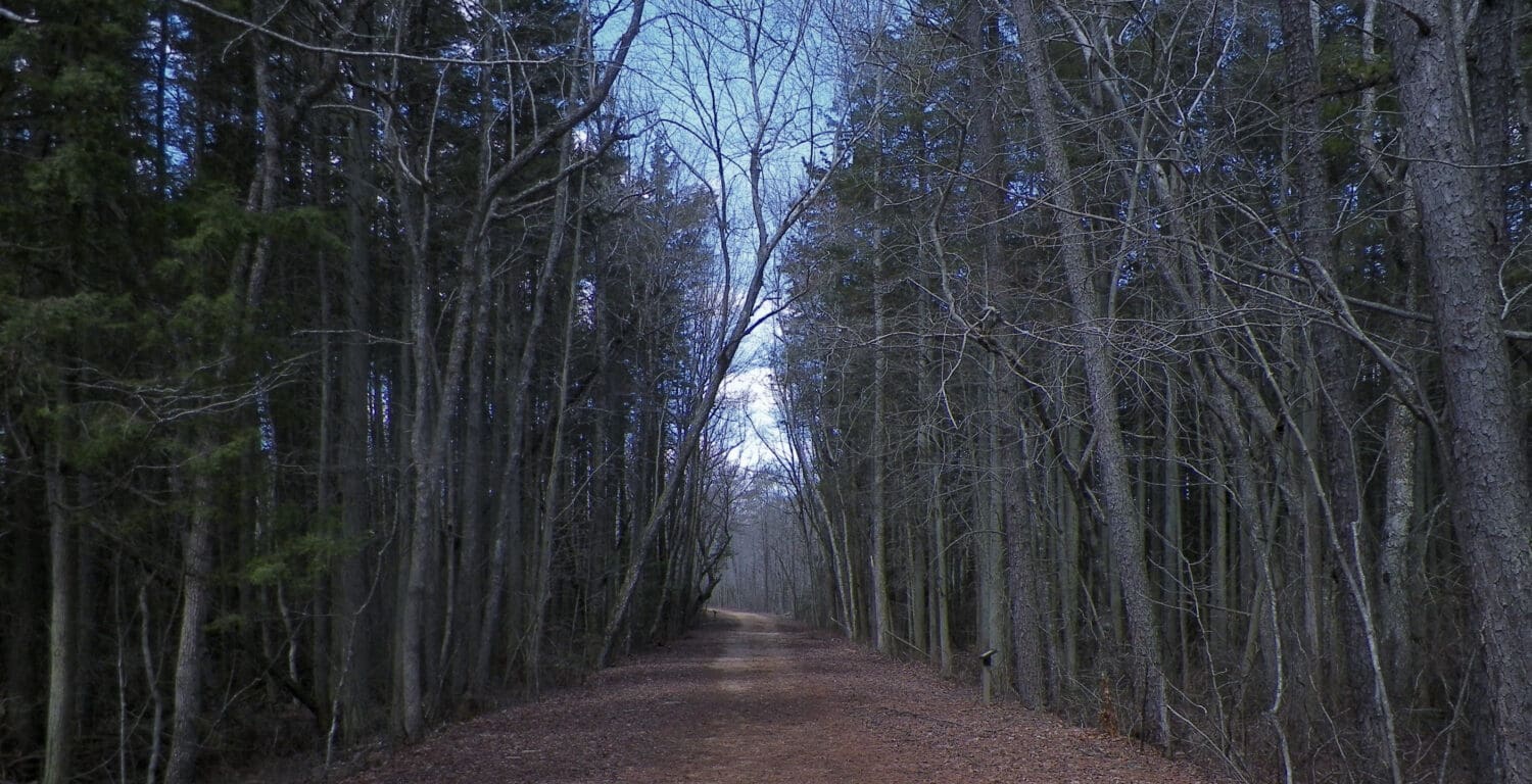 Hiking path in Belleplain State Forest