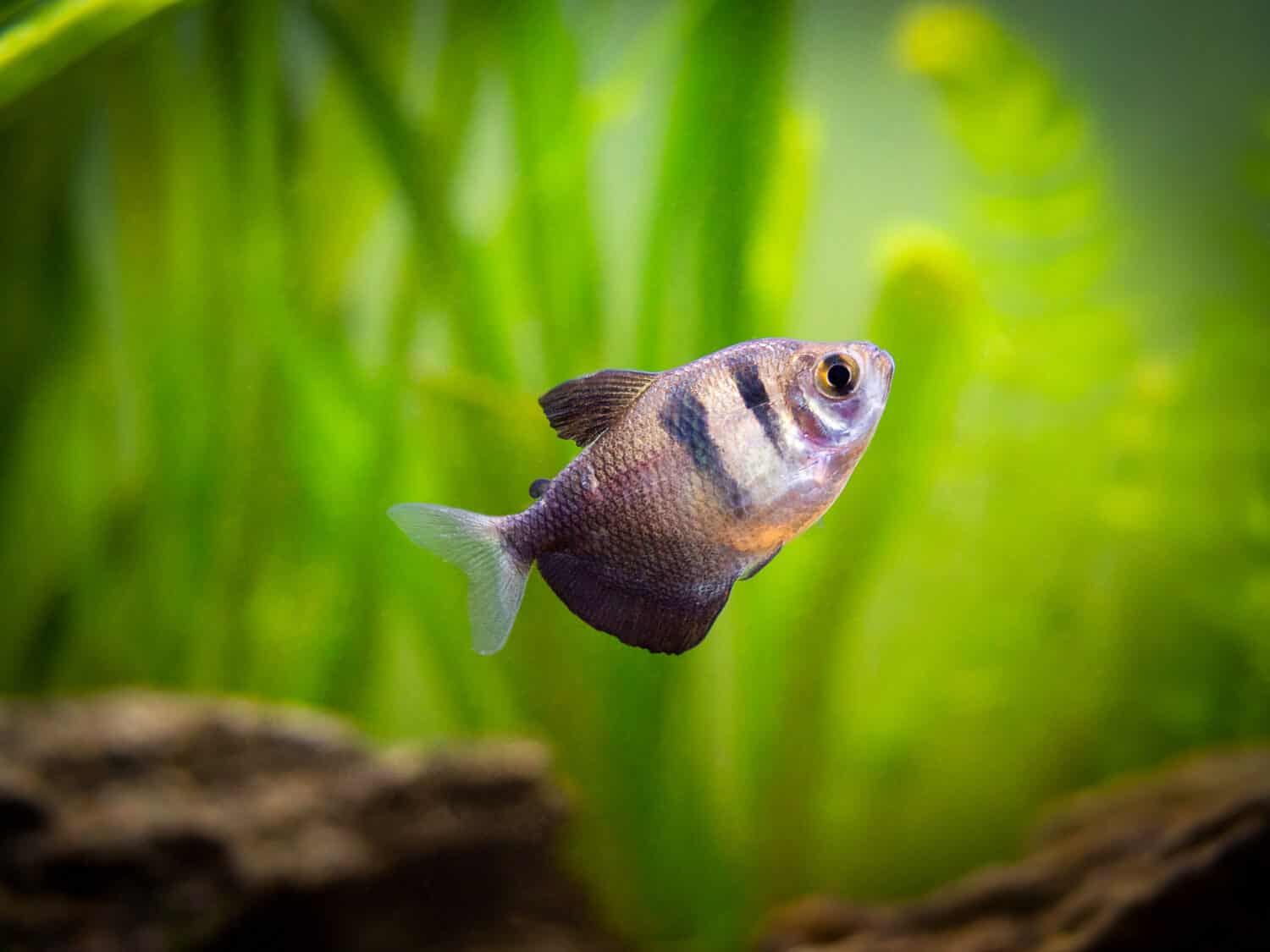 Black Skirt Tetra (Gymnocorymbus ternetzi) in a fish tank