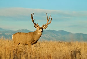 5 Reasons California Offers the Best Deer Hunting in the Country Picture