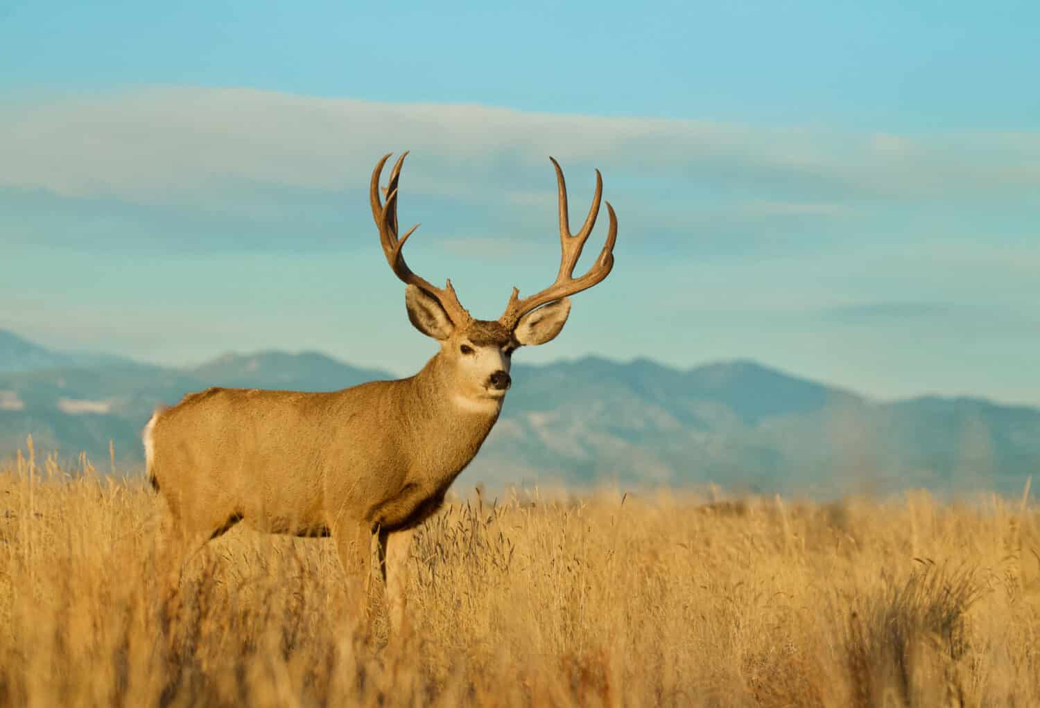 Mule Deer buck environmental portrait with the Rocky Mountain foothills in the background