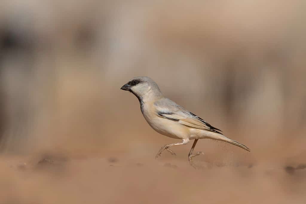 The desert sparrow (Passer simplex) is a species of bird in the sparrow family Passeridae, found in the Sahara Desert of northern Africa. A similar bird, Zarudny's sparrow, is found in Central Asia an