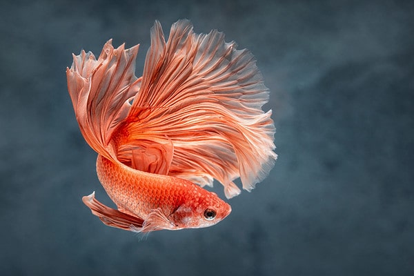 Discover the 20 Rarest and Most Unique Betta Fish Colors - A-Z Animals