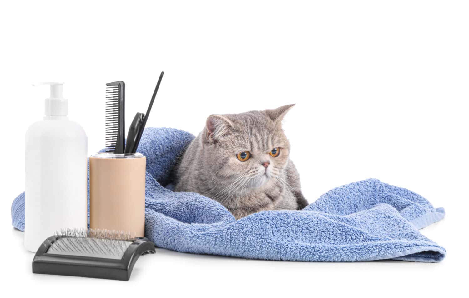 Cute cat with towel and grooming tools on white background