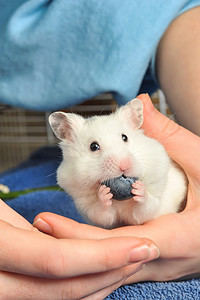 Can Hamsters Eat Blueberries? Picture