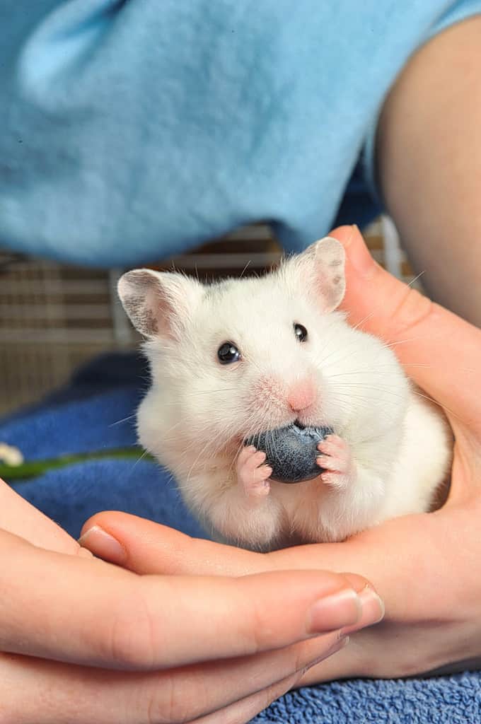 Cute white syrian hamster eating blueberry while held in human hands