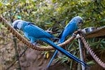 Spix's macaw