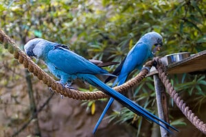 Male vs. Female Macaws: 4 Key Differences Picture