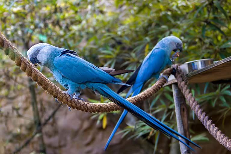 The Spix's macaw is a macaw native to Brazil. The bird is a medium-size parrot. The IUCN regard the Spix's macaw as probably extinct in the wild. Its last known stronghold in the wild was in Brazil.