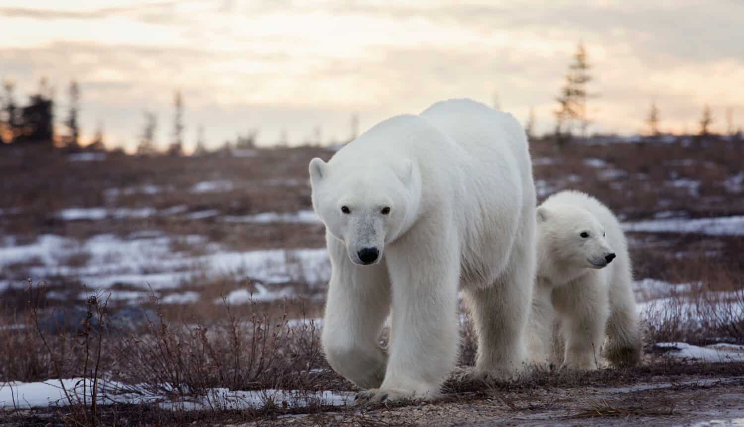Discover The Tiny Town Known As The Polar Bear Capital Of The World Discover The Tiny Town Known As The Polar Bear Capital Of The World