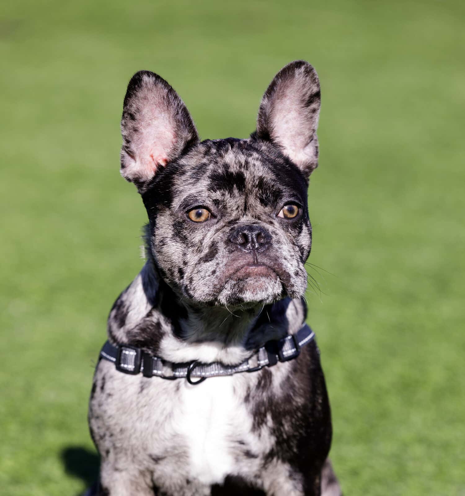 Black Merle French Bulldog Puppy. Off-leash dog park in Northern California.