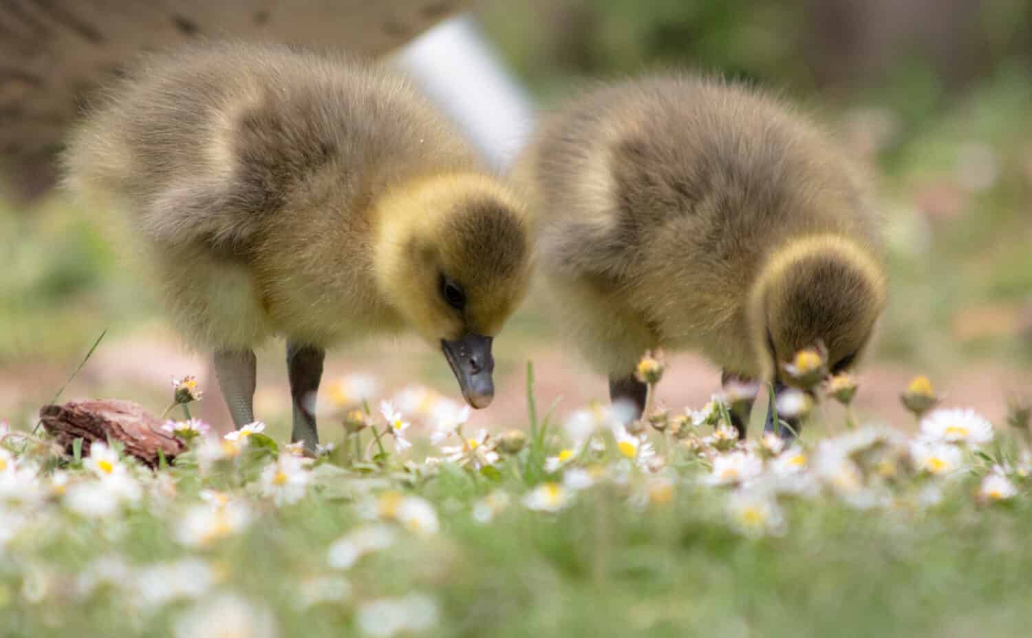 Baby Greylag goose goslings eating daisies in a meadow during spring at the wildfowl and wetlands trust visitor centre at Slimbridge, UK