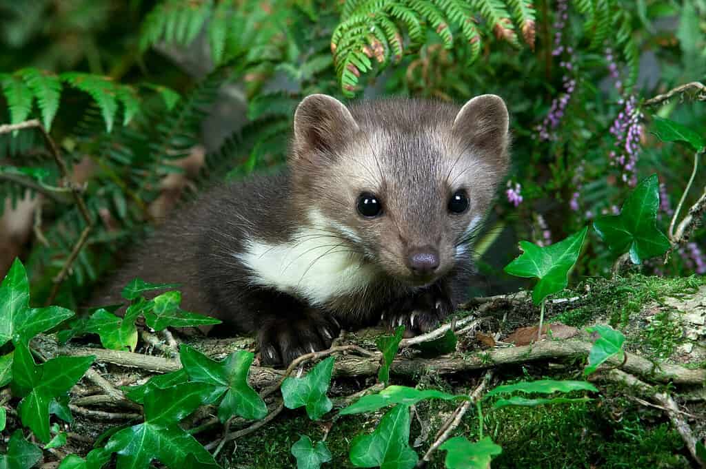 Stone Marten or Beech Marten, martes foina, Adult, Normandy