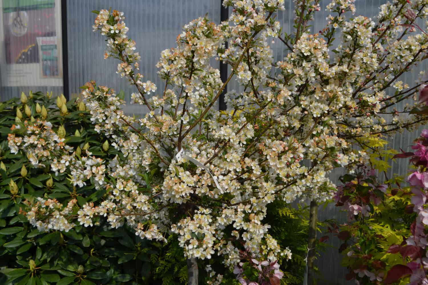 Sargent crabapple 'Tina' (Malus sargentii)