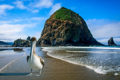 Pelican Landing at Haystack Rock