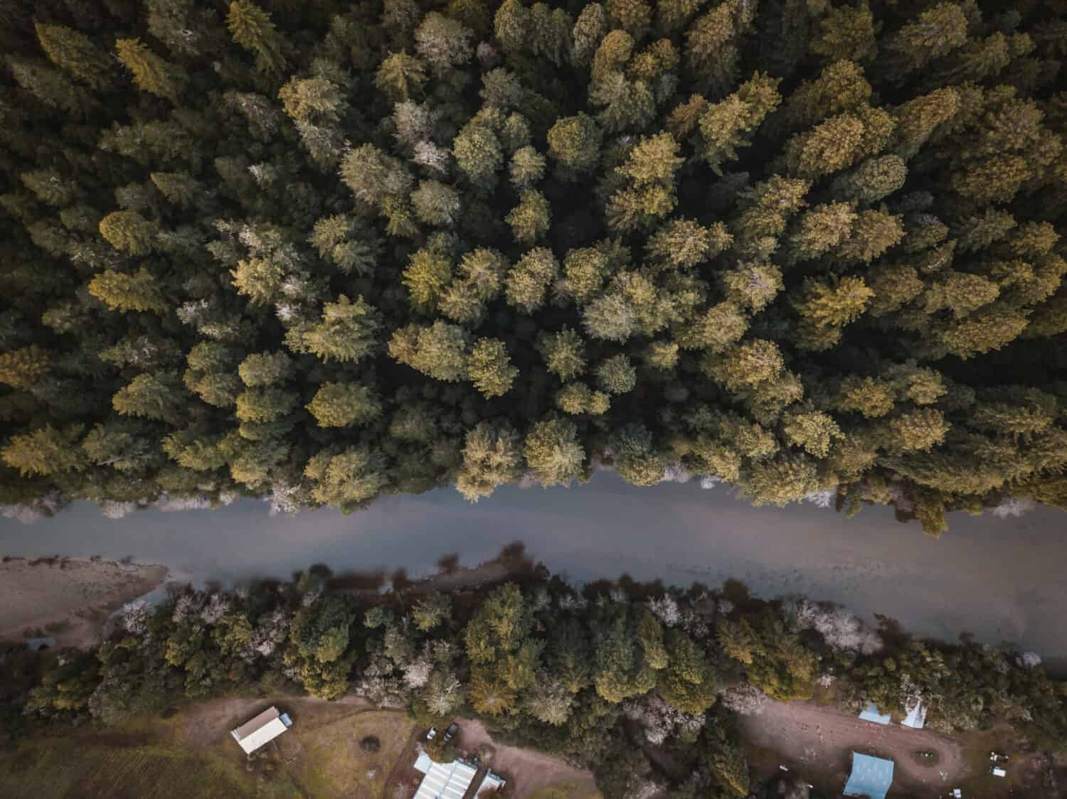 Drone photograph looking down on trees in a forest. Taken at the edge of Hendy Woods State Park in Northern California.
