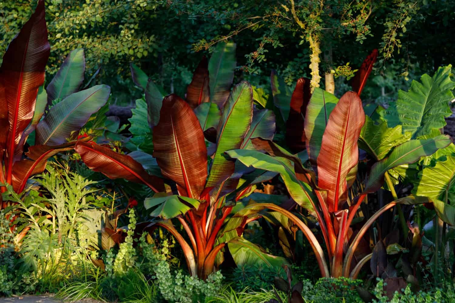 Red Abyssinian Banana Ensete Ventricosum Maurelii Planted in Public Park. Leaves of a tropical plant in the rays of the setting sun