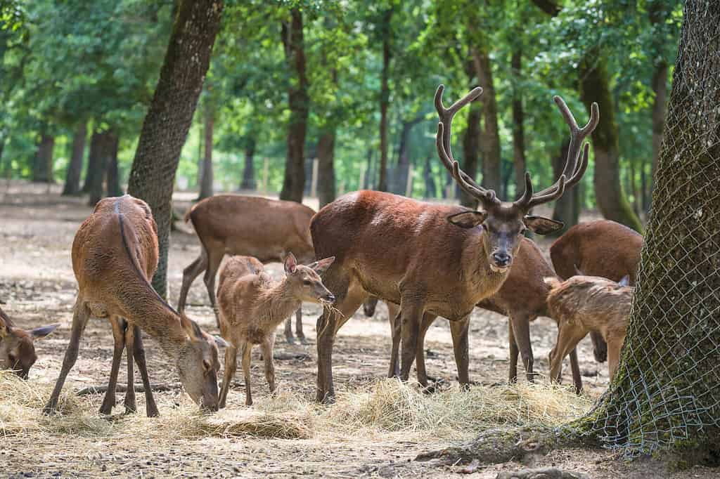 Deer family with beautiful stag and fawns