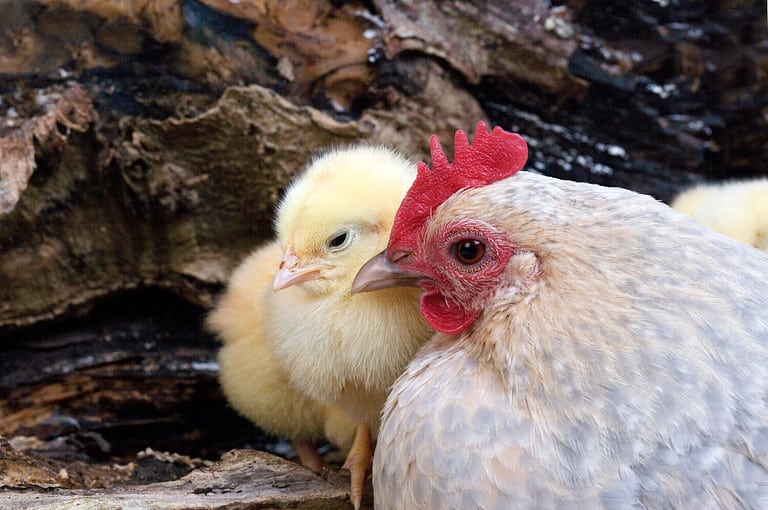 Barbu d'Uccle Domestic Chicken, a Breed from Belgium, Hen and Chicks