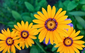 15 Beautiful Flowers That Start with U Picture