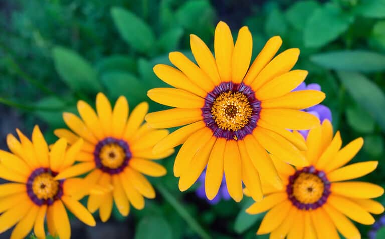 Ursinia with orange petals. Ursinia flowers on a green background. Large orange flower with dark blue edging of petals in the core.