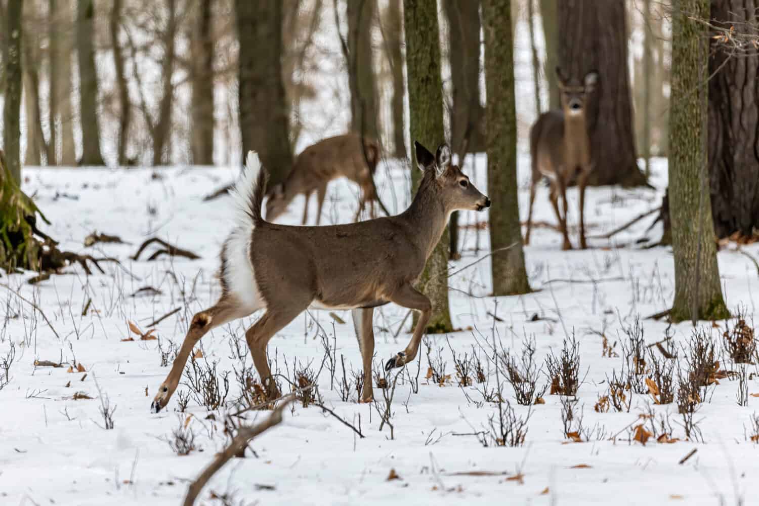 Deer. The white-tailed deer also known as the whitetail or Virginia deer in winter on snow. White taild deer is the wildlife symbol of Wisconsin and game animal of Oklahoma.