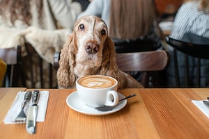Are Dogs Allowed In Starbucks? 6 Important Rules to Know photo