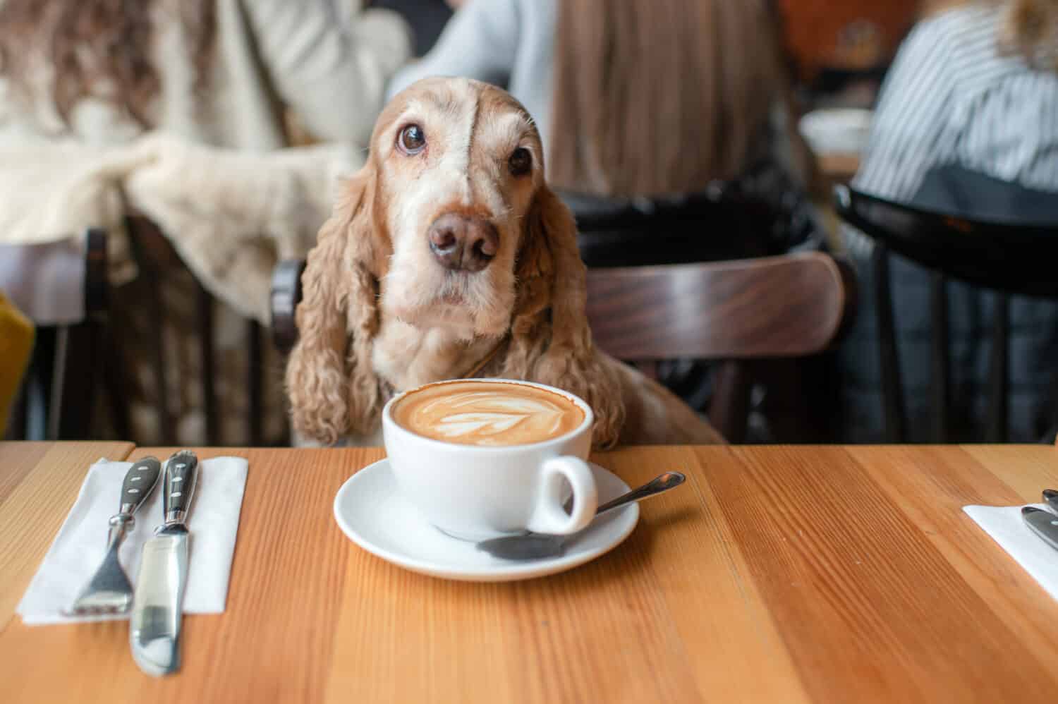 Portrait of a senior Cocker Spaniel dog sitting in caffe with a cup of cappuccino on the table.