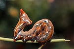 Common fruit-piercing moth
