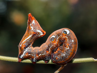 A Eudocima phalonia