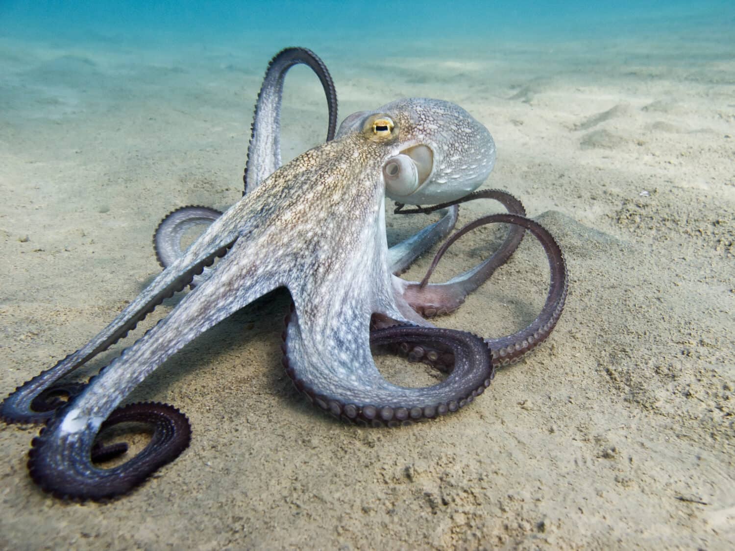 Large octopus walking along the ocean floor