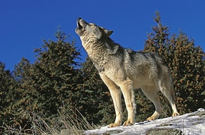 How Do Wolves Communicate? Picture