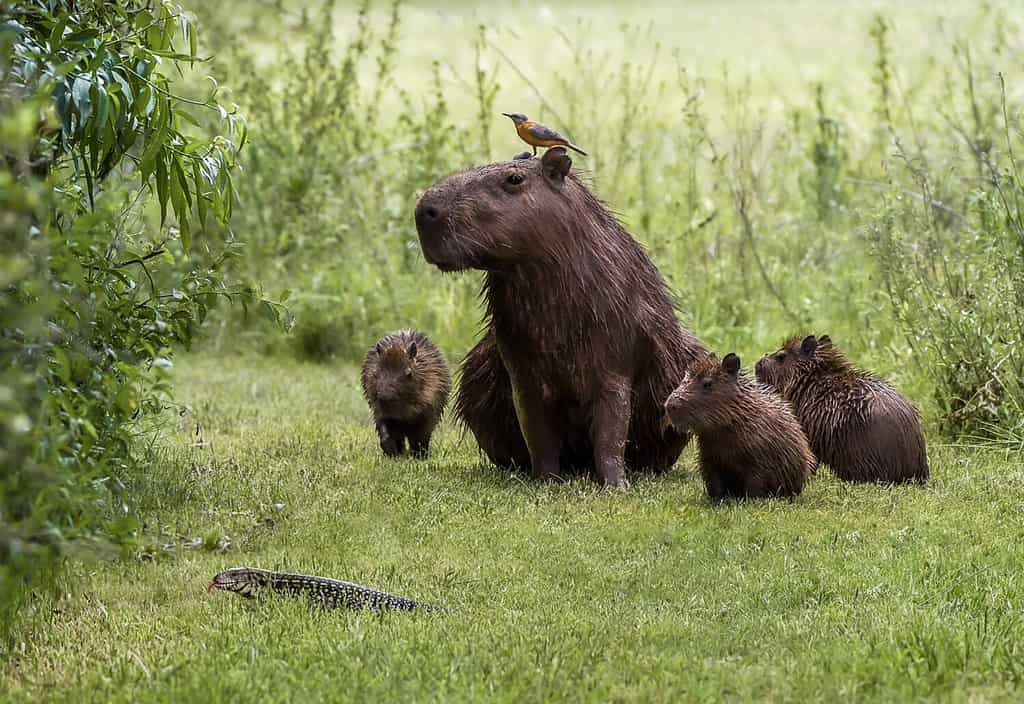 Funny scene of capybara family and a bird staring at lizard crossing their path