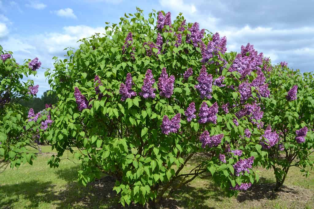 Lilac 'Ruhm von Horstenstein' (Syringa vulgaris)
