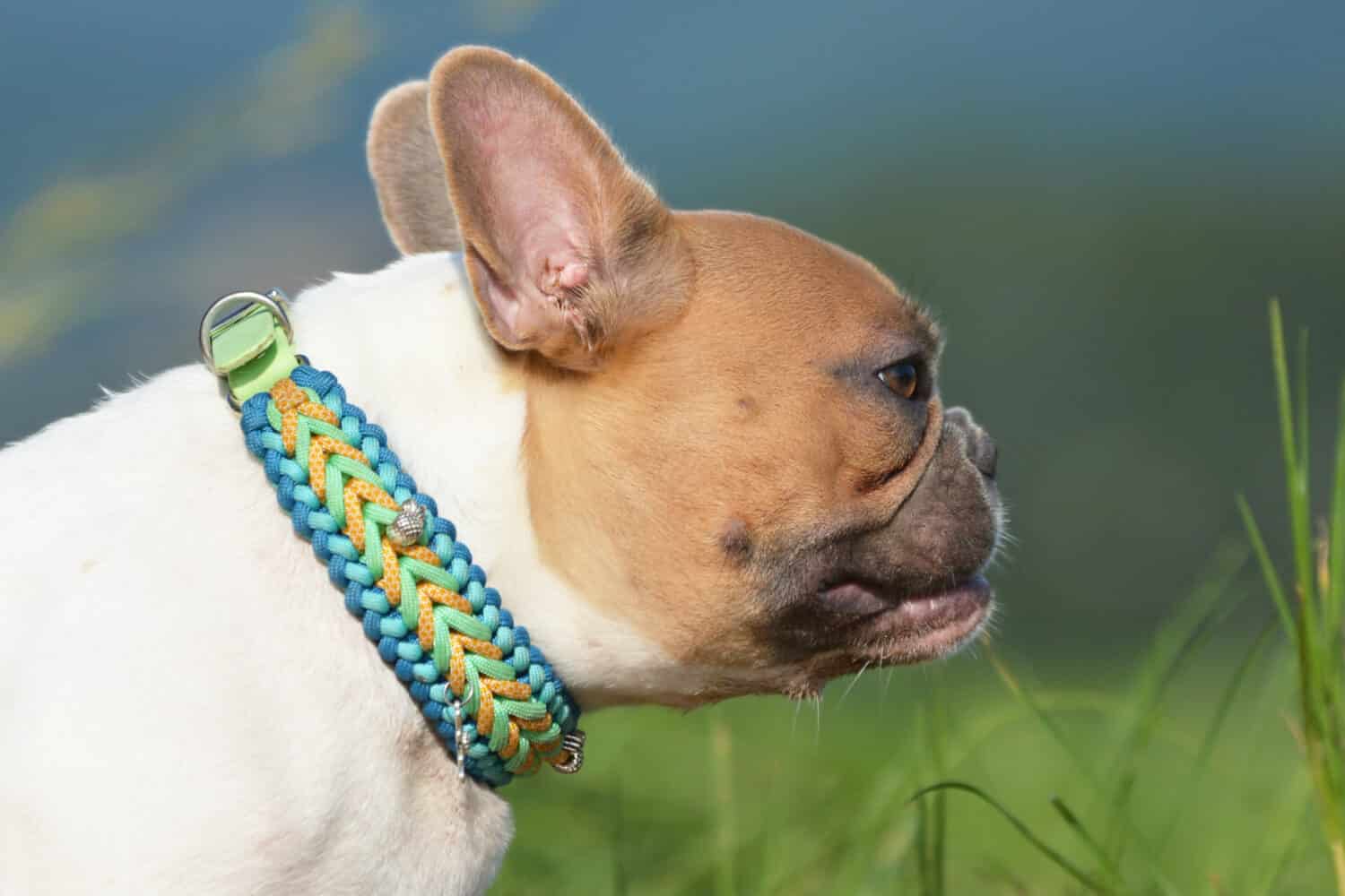 Handmade woven paracord dog collar on red pied French Bulldog 