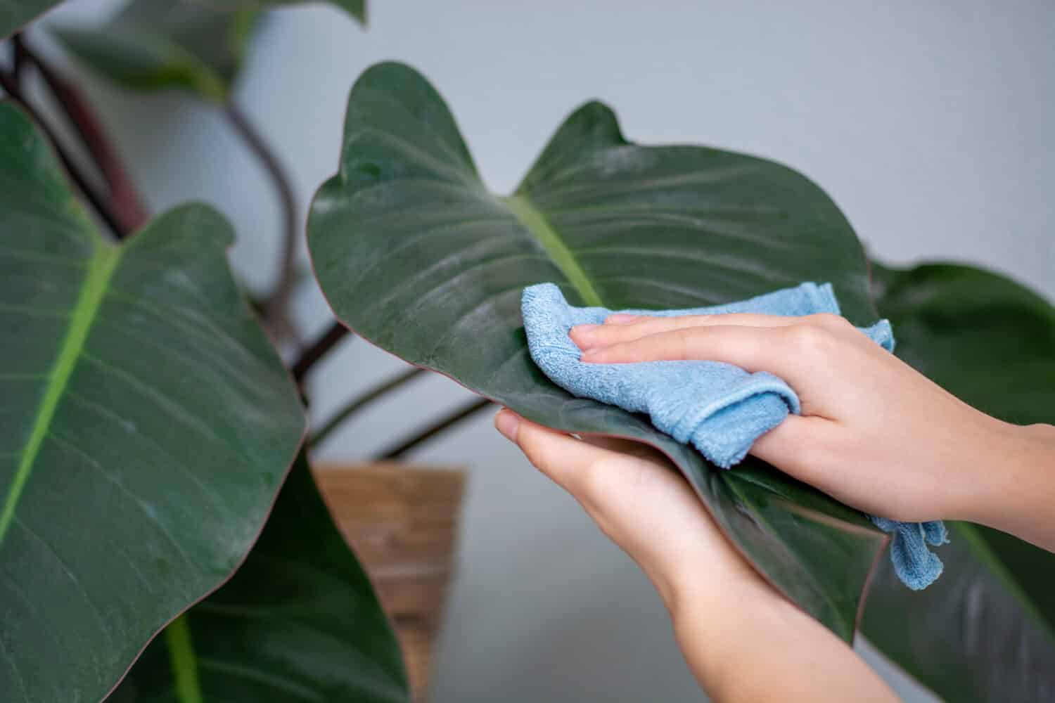 Cleaning dusty green indoor houseplant leaves. Woman hands wiping the dust off a large leave of a house plant with a blue rag