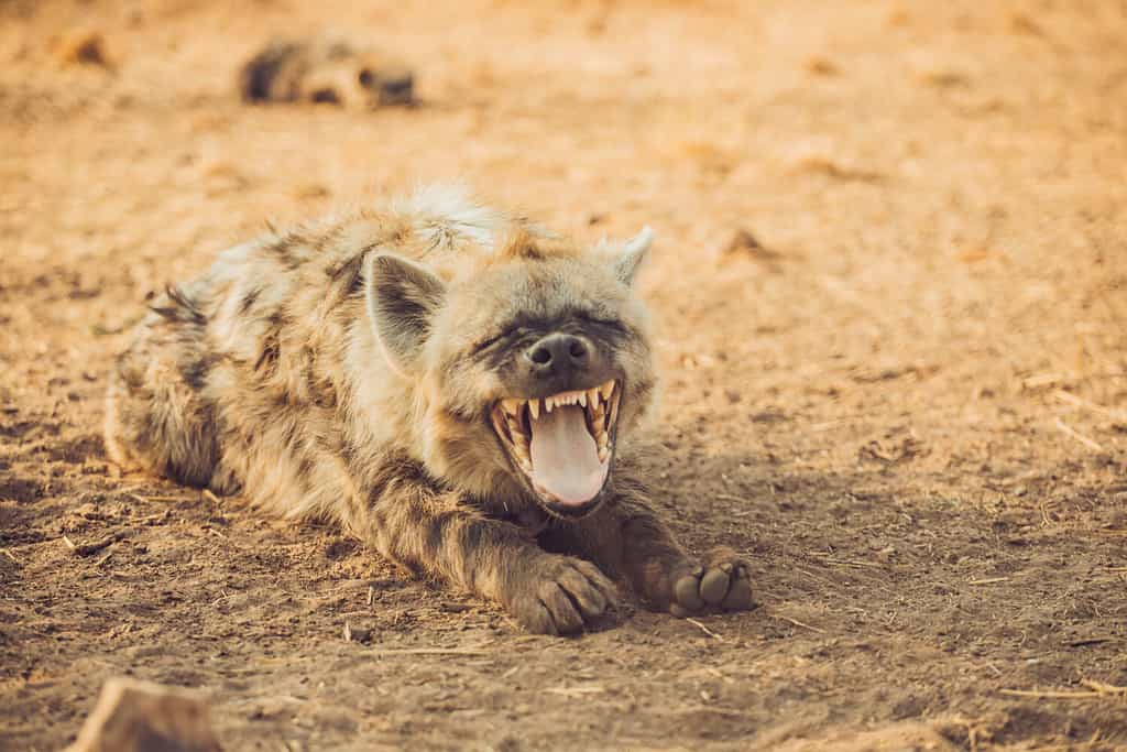 Spotted Hyena (Crocuta crocuta) lie on the ground, taken in South Africa