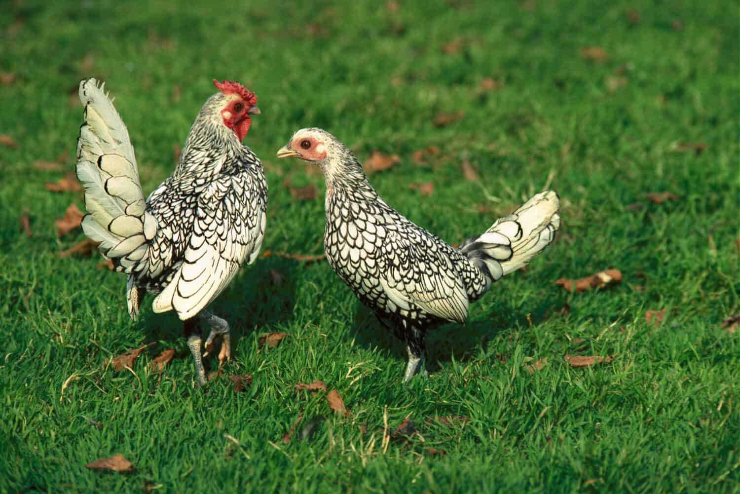 Silver Sebright, Domestic Chicken, Hen and Cockerel standing on Grass  