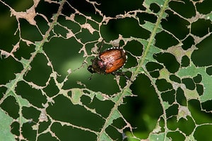 Discover 30 Smells That Japanese Beetles Absolutely Hate and Keep Them Away Picture