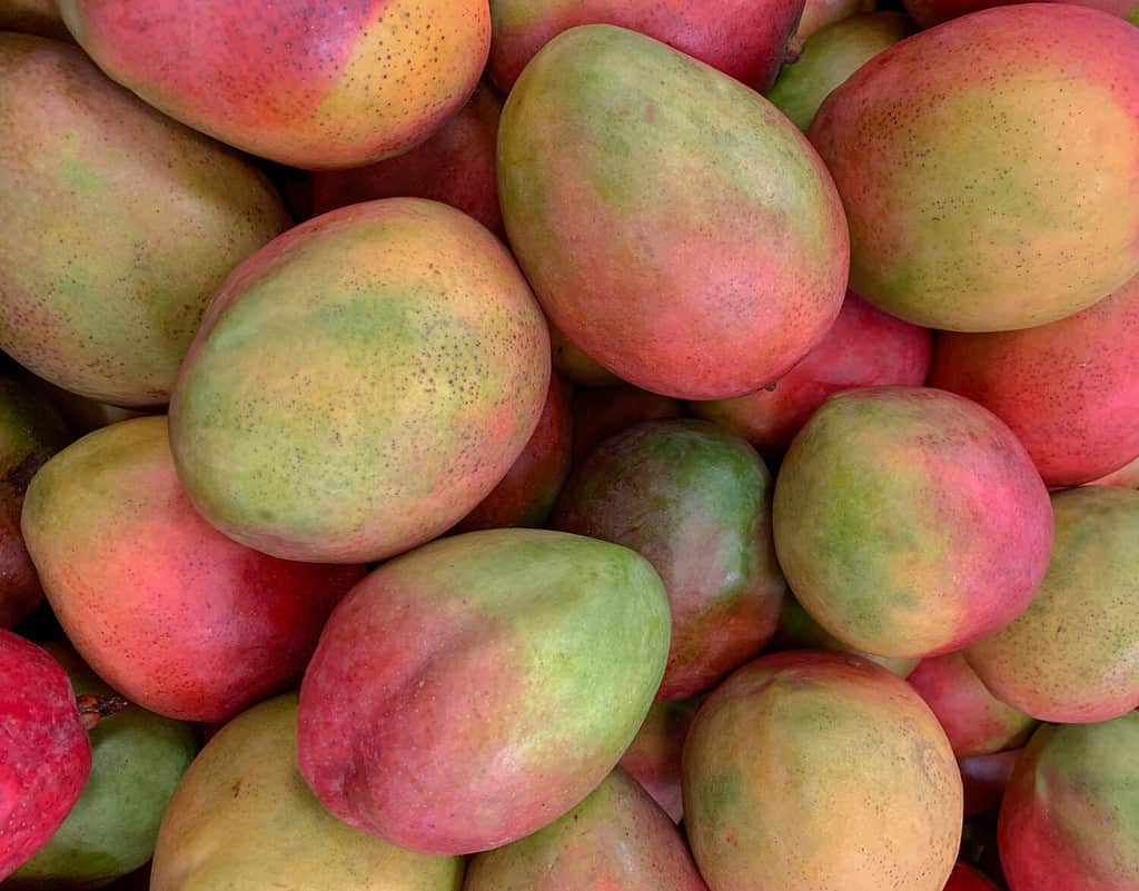 Atkins mangos on a supermarket display.